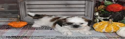 Shih Tzu dogs for sale: Donny - Ad 10