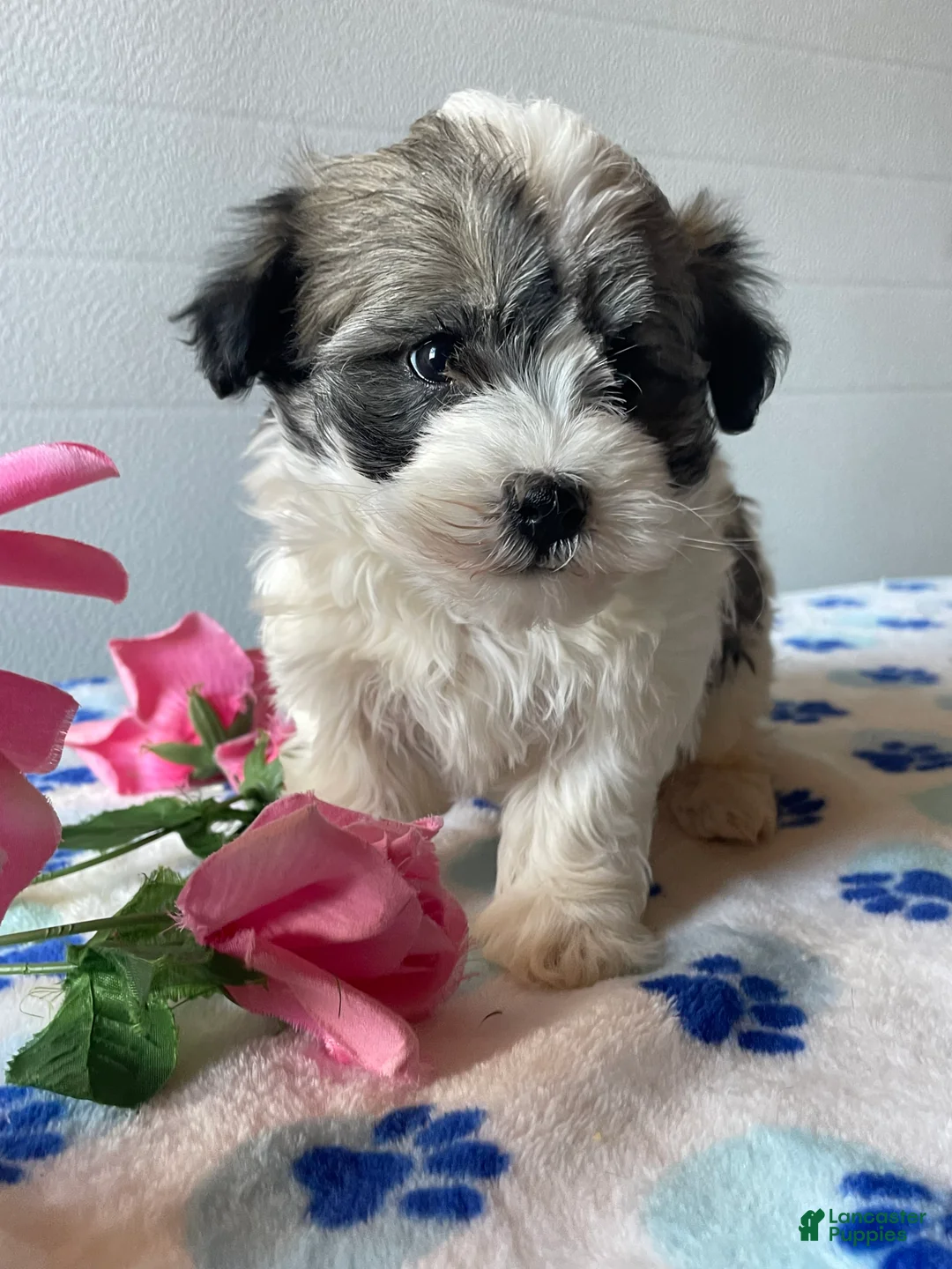 Havanese dogs for sale: Piper - Ad 2
