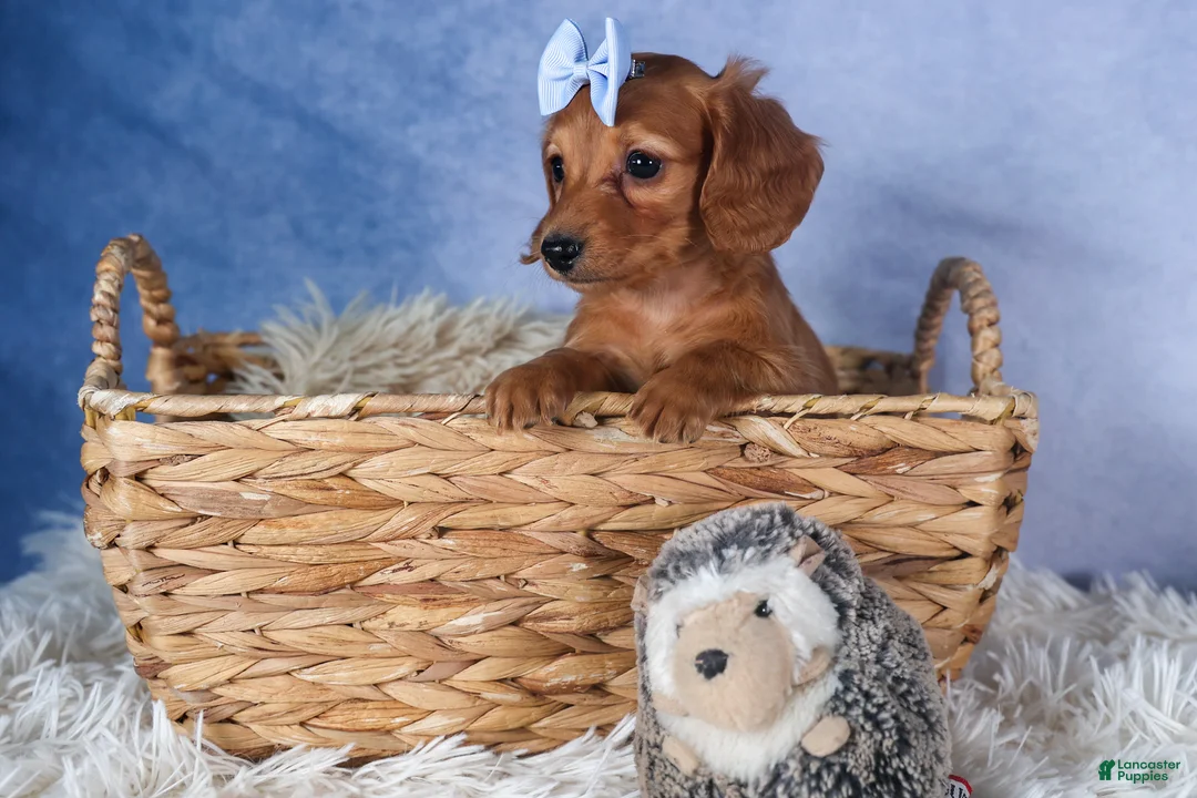 Dachshund dogs for sale: Quenton - Ad 8