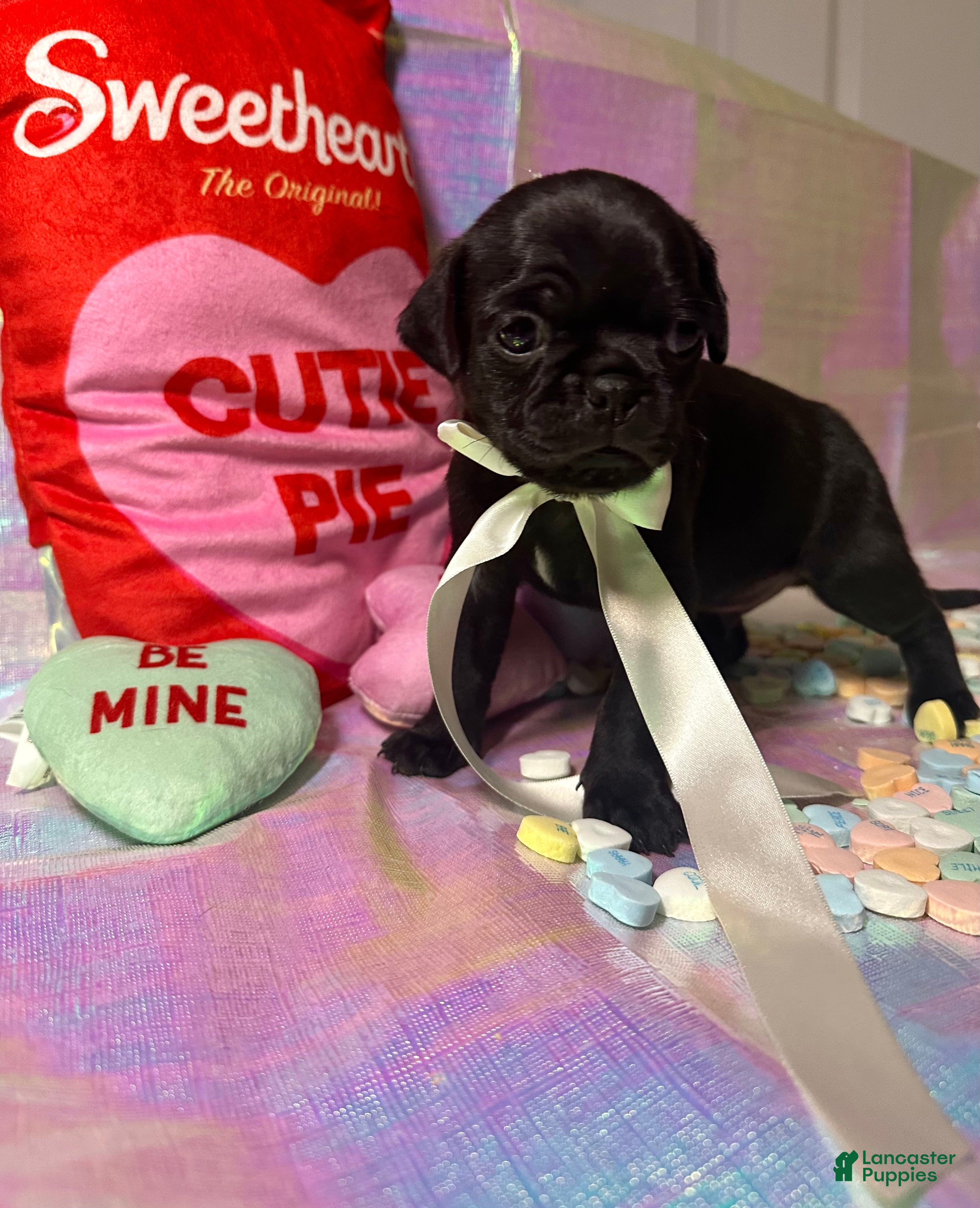 Pug dogs Cocoa - Ad 30