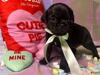 Pug dogs Cocoa - Ad 30