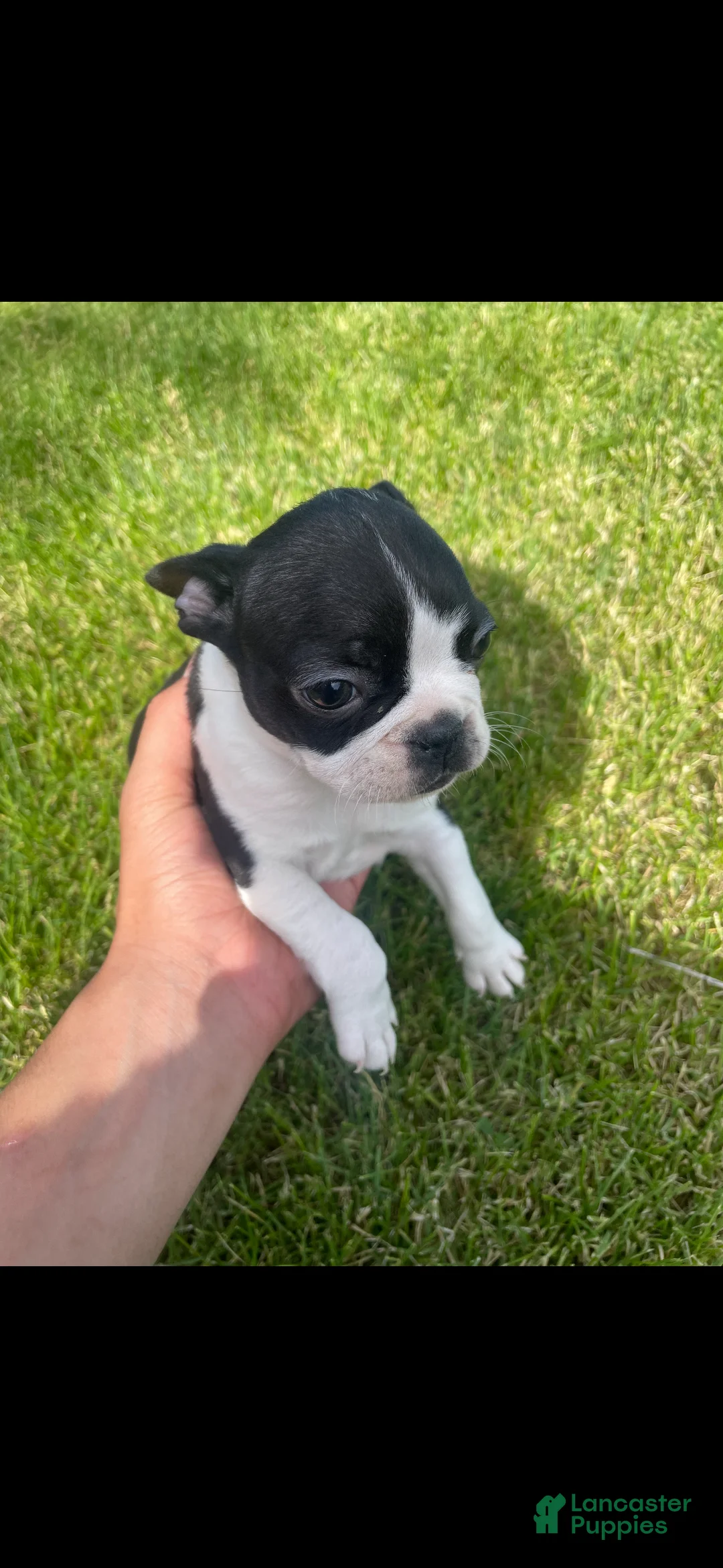 Boston Terrier dogs for sale: Boston Terrier Puppy 3 - Ad 3