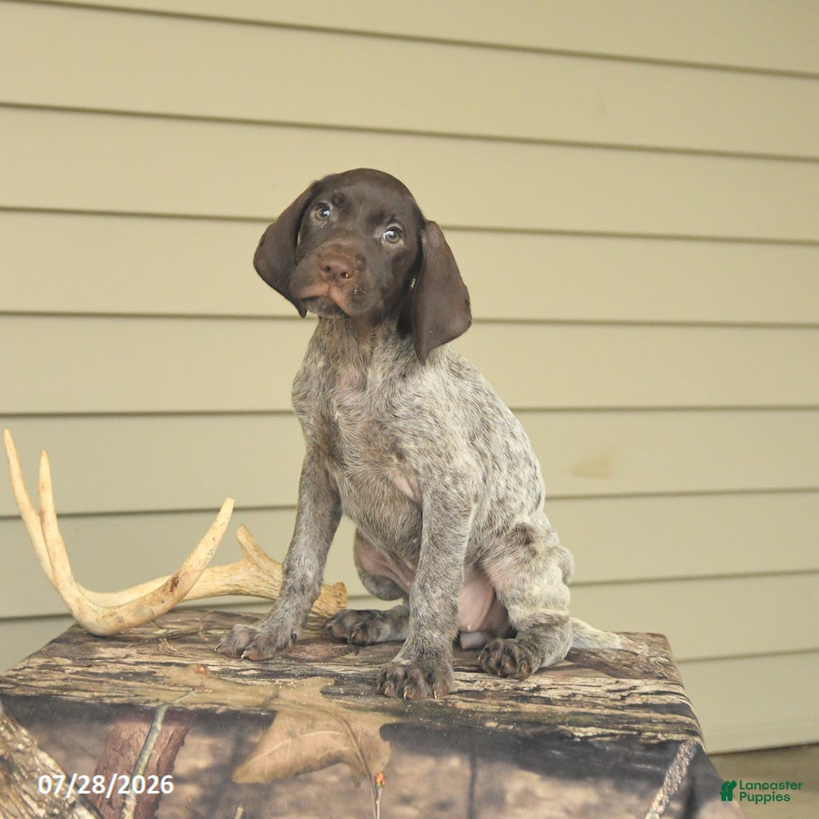German Shorthaired Pointer dogs Diamond - Ad 2