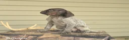 German Shorthaired Pointer dogs for sale: Diamond - Ad 2