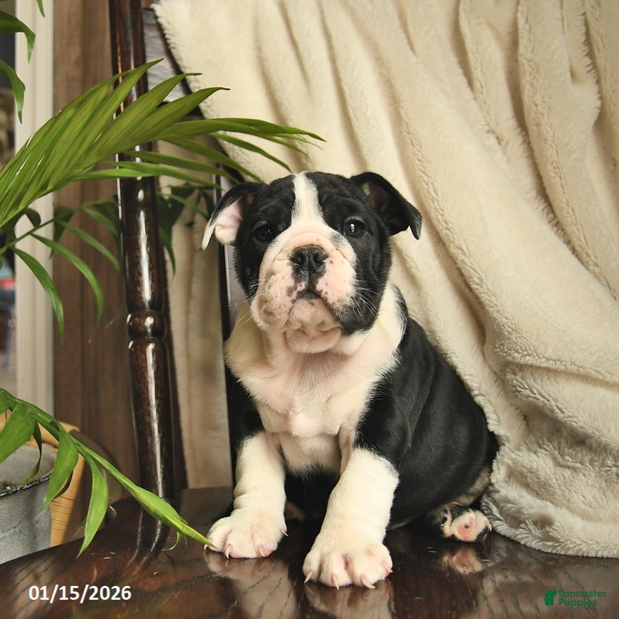 English Bulldog dogs Willow  - Ad 41