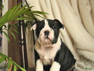 English Bulldog dogs Willow - Ad 14