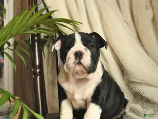 English Bulldog dogs Willow - Ad 1