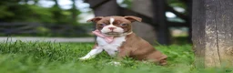Boston Terrier dogs for sale: Ember - Ad 3