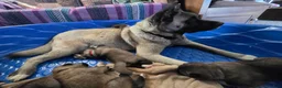 Akita dogs for sale: Gouda - Ad 2
