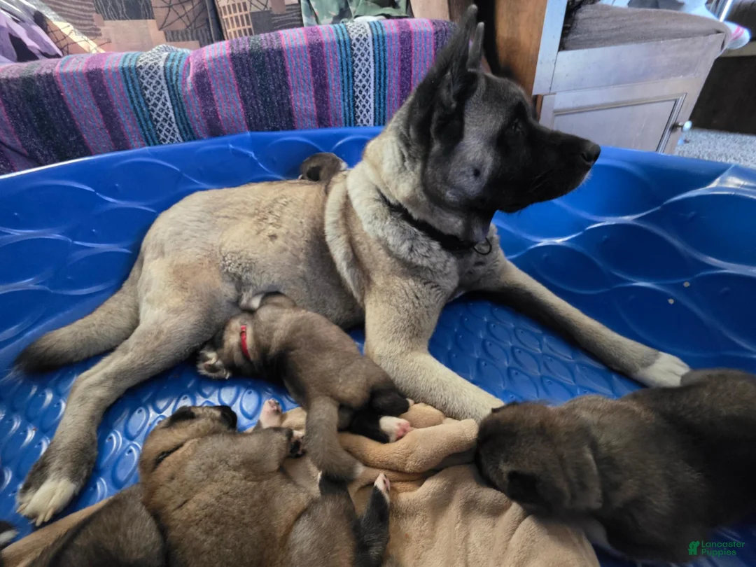Akita dogs for sale: Gouda - Ad 2