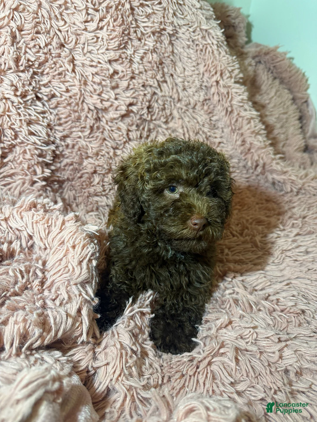 Toy Poodle dogs for sale: Toy Poodle Puppy 1 - Ad 4