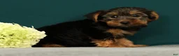Yorkshire Terrier dogs for sale: Patriot - Ad 3