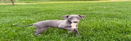 Italian Greyhound dogs for sale: Sadie  - Ad 9
