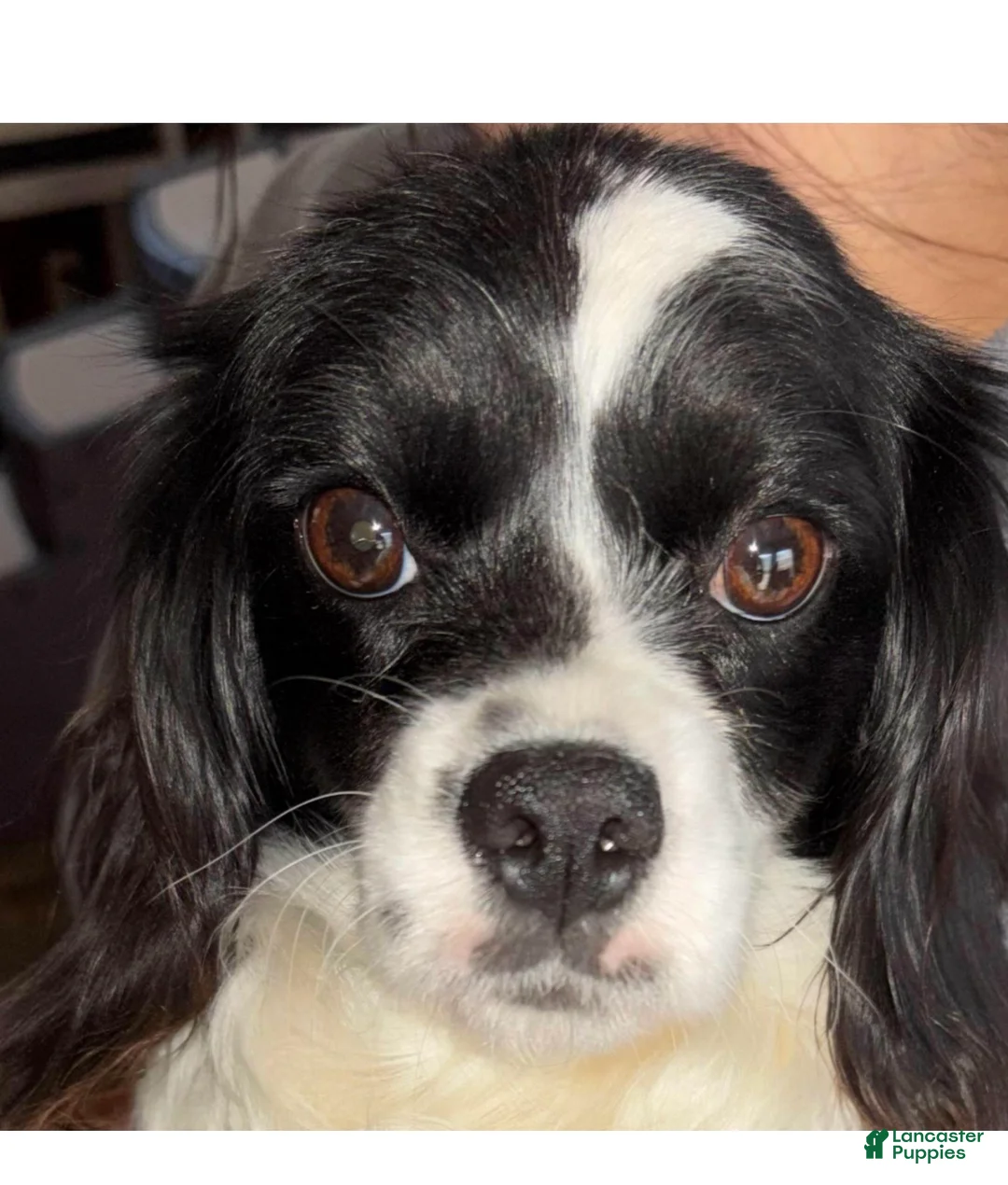 Cavapoo dogs for sale: Trace - Ad 2