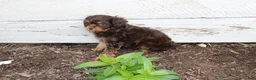 Cavapoo dogs for sale: Forrest - Ad 6