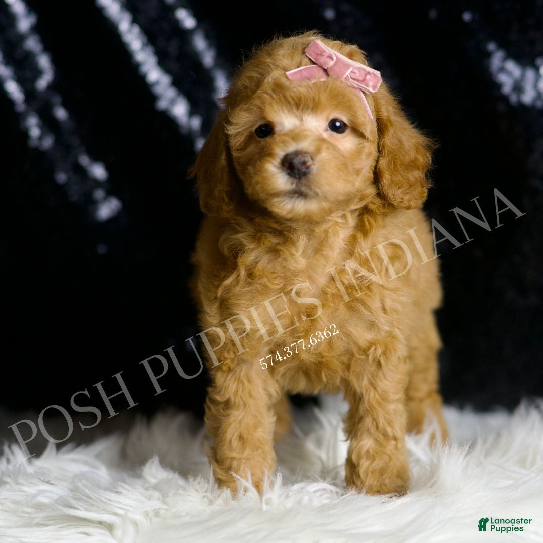 Toy Poodle dogs for sale: Bellini - Ad 3