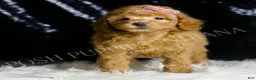 Toy Poodle dogs for sale: Bellini - Ad 3
