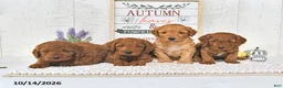 Mini Goldendoodle dogs for sale: Pumpkin  - Ad 5
