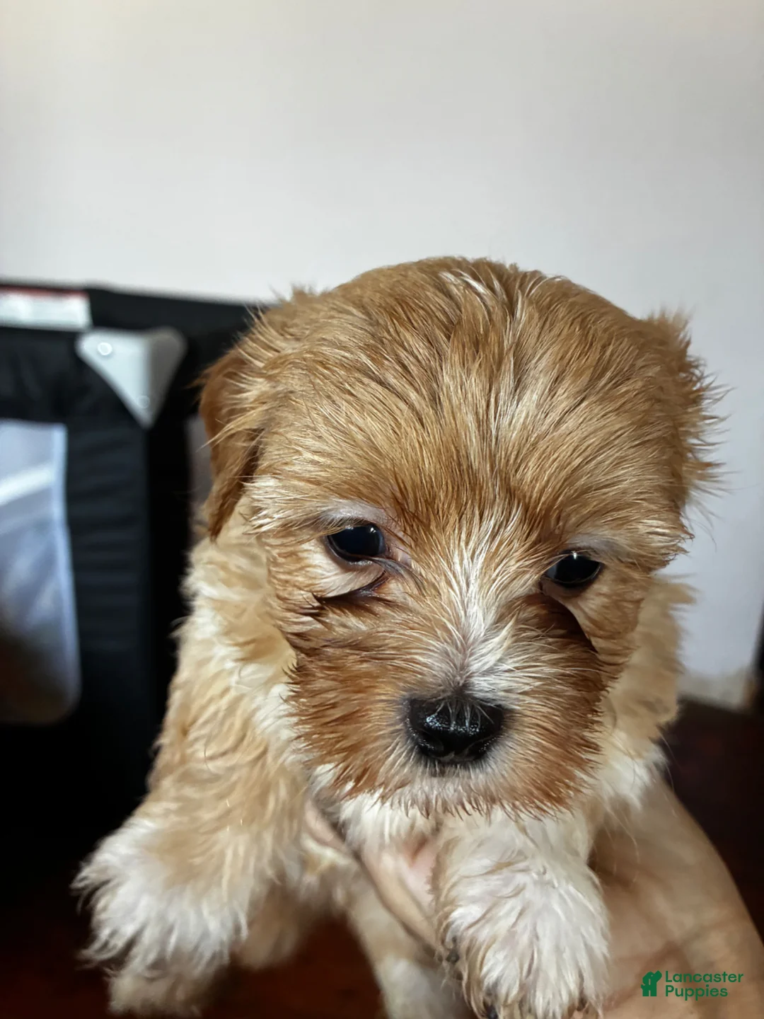 Bichon Frise dogs for sale: Bichon Frise Puppy 3 - Ad 2