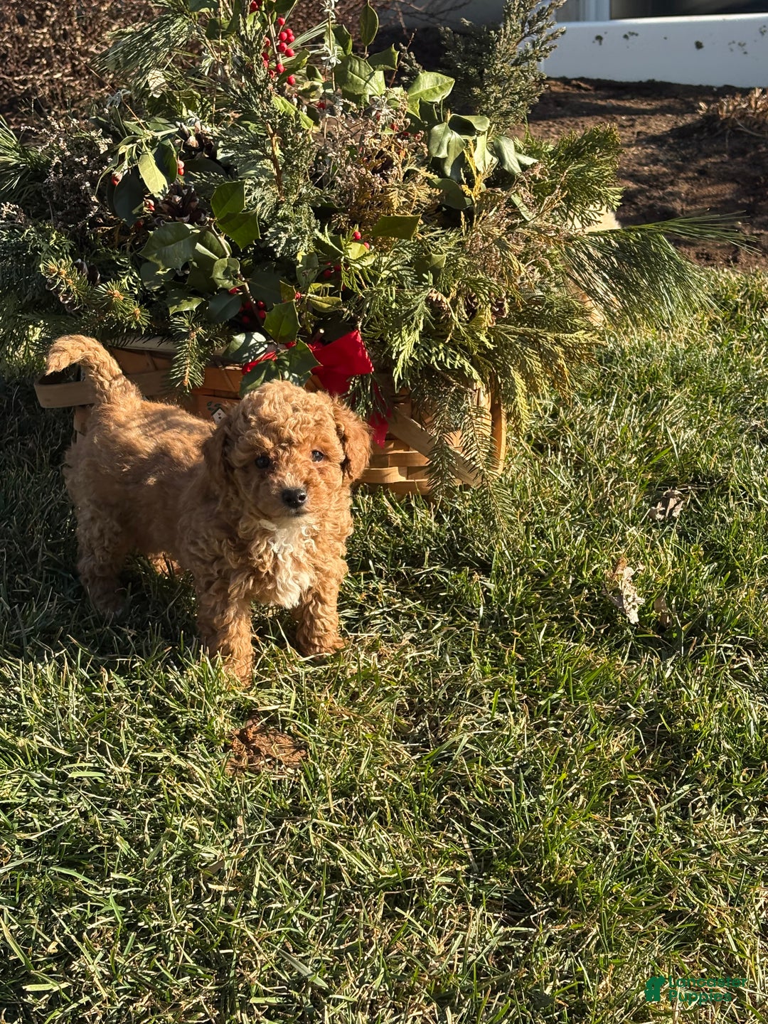 Toy Poodle dogs for sale: Tommy - Ad 2