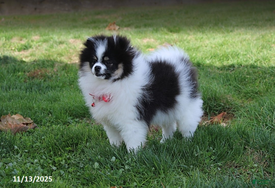 Pomeranian dogs for sale: Karter - Ad 9