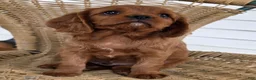 Cavapoo dogs for sale: KODEE - Ad 2