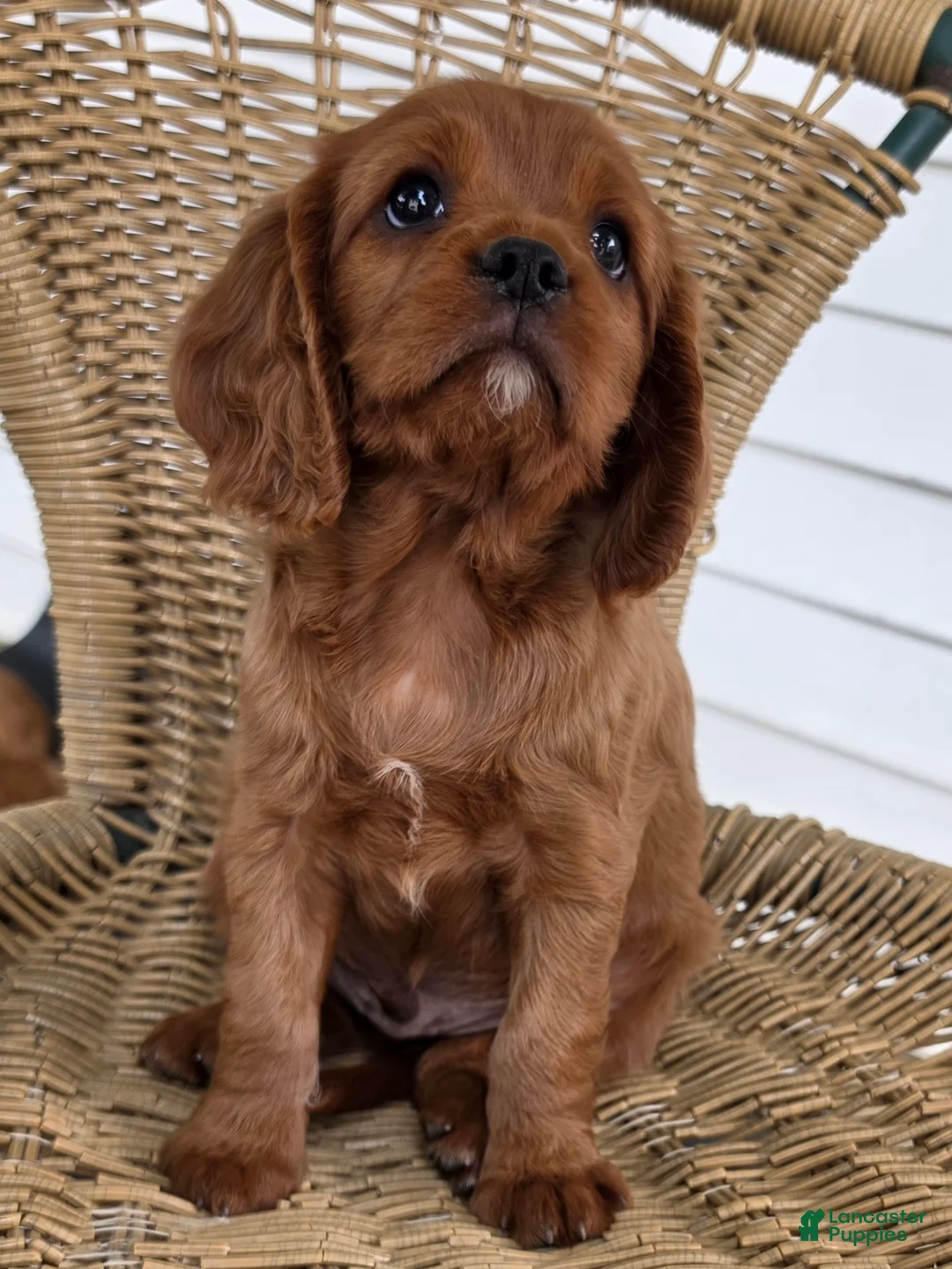 Cavapoo dogs for sale: KODEE - Ad 2