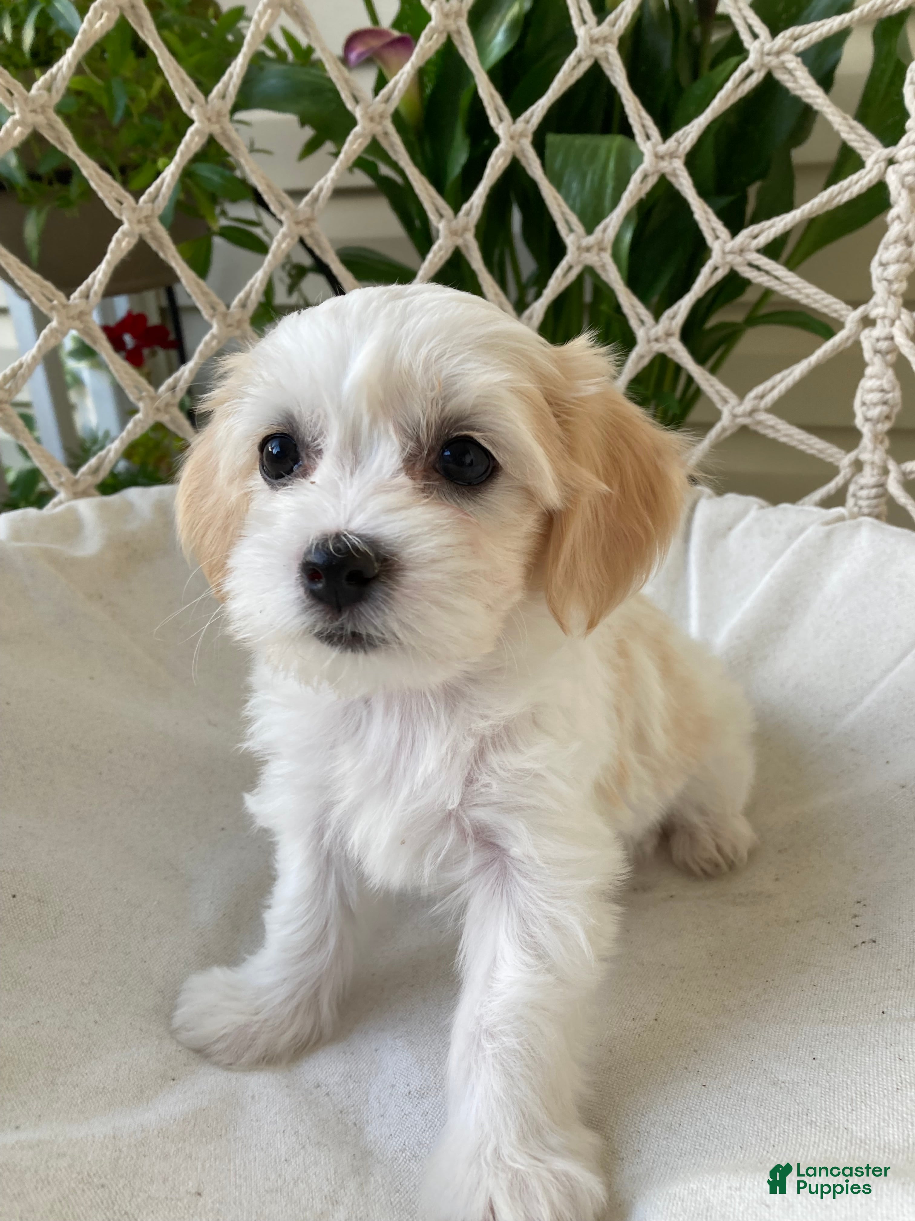 Mixed Breed dogs Ellie - Ad 2