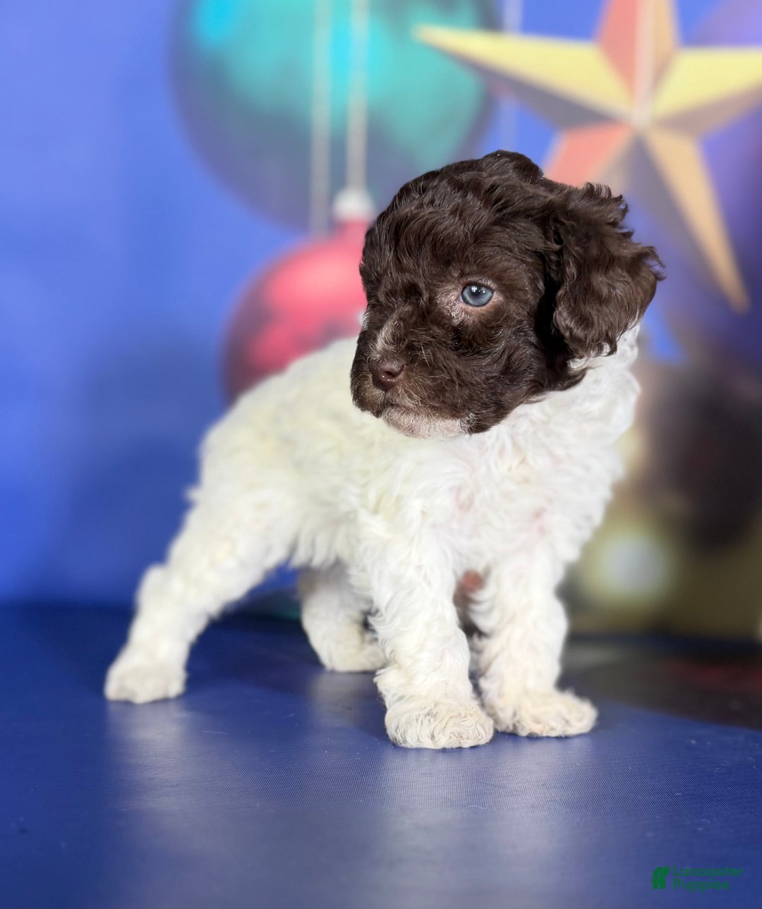 Toy Poodle dogs for sale: Aca DNA hazelnut  - Ad 2