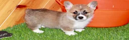 Welsh Corgi Pembroke dogs for sale: Welsh Corgi Pembroke (Cora) 8914 - Ad 3