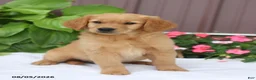 Golden Retriever dogs for sale: Toby - Ad 4