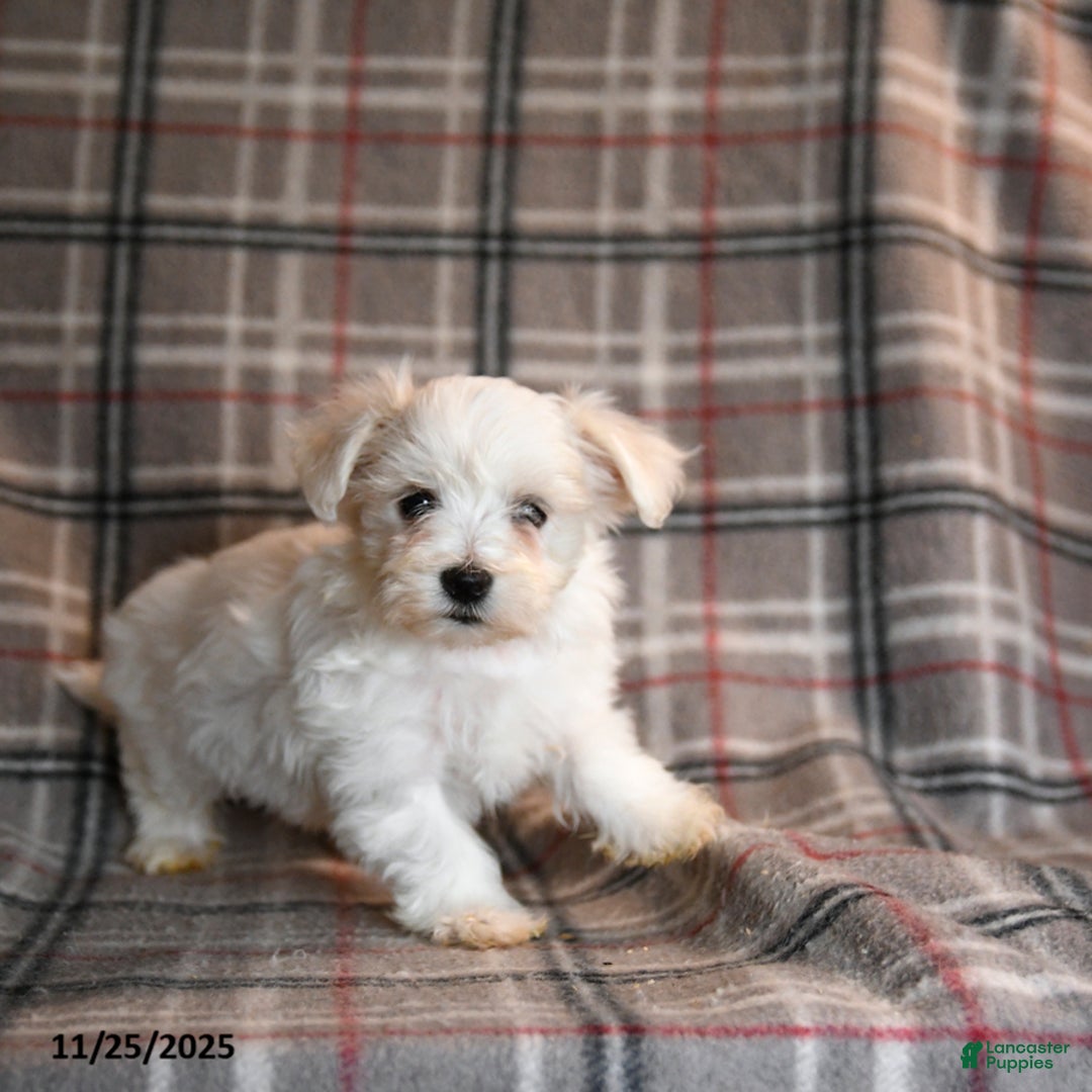 Maltese dogs for sale: Sprout - Ad 4