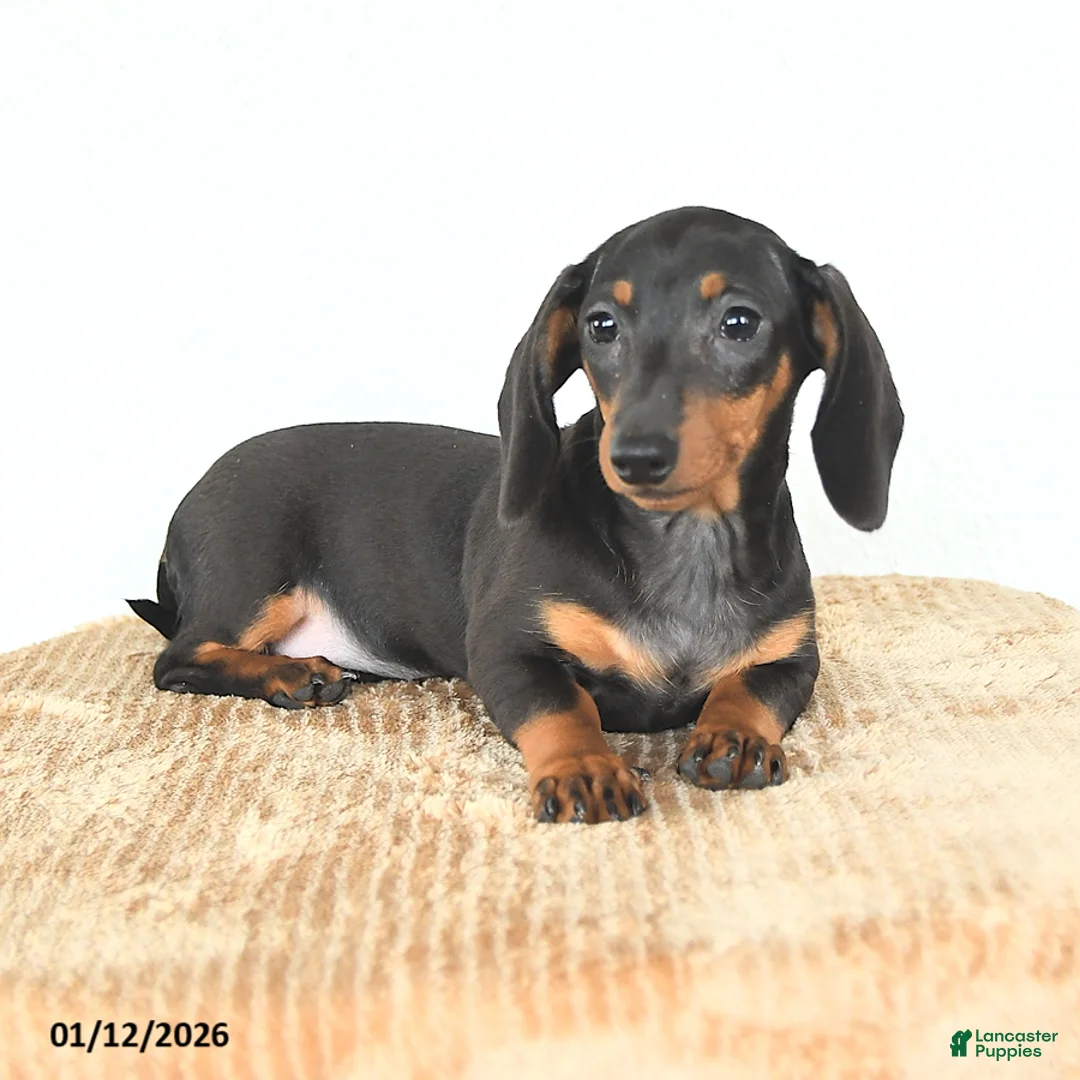 Miniature Dachshund dogs for sale: Sadie - Ad 5