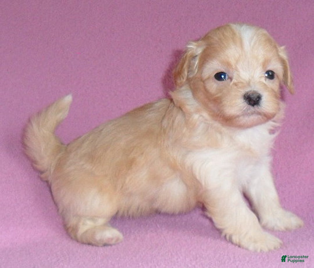 Shihpoo dogs for sale: Peaches - Ad 2