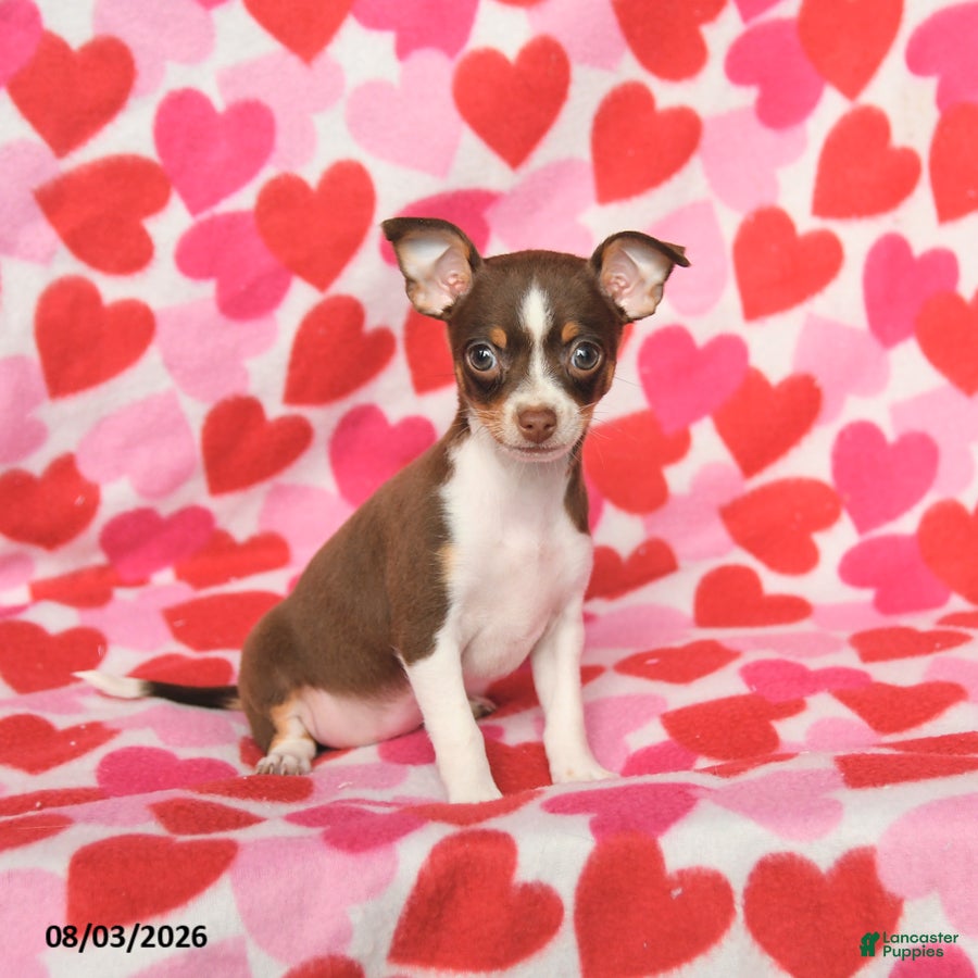 Chihuahua dogs Pansy - Ad 2