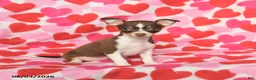 Chihuahua dogs for sale: Pansy - Ad 2