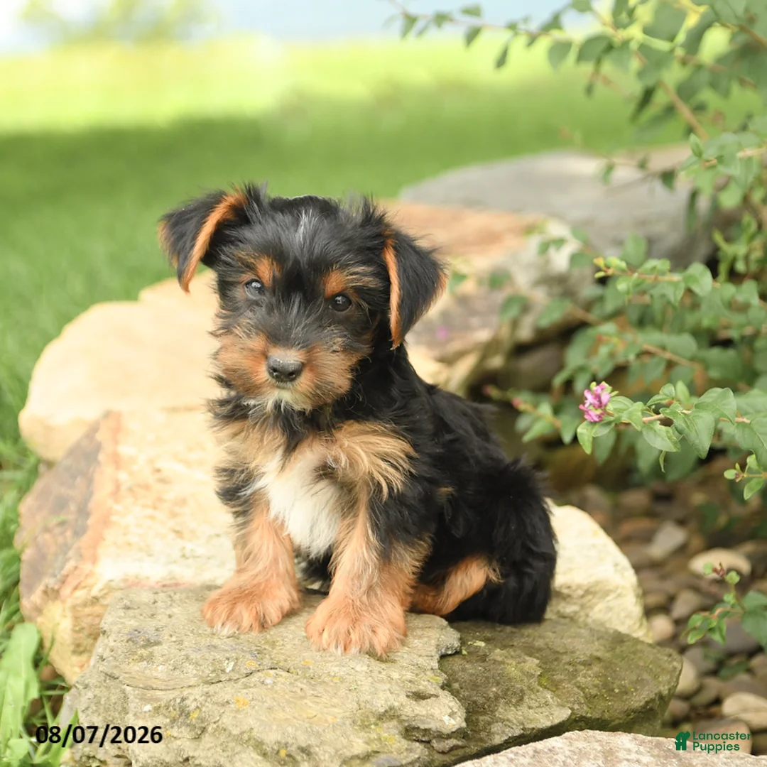 Yorkshire Terrier dogs for sale: Domino - Ad 2