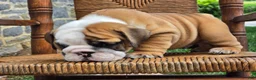 English Bulldog dogs for sale: Beau - Ad 4