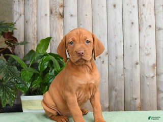 Vizsla dogs - Ad 5
