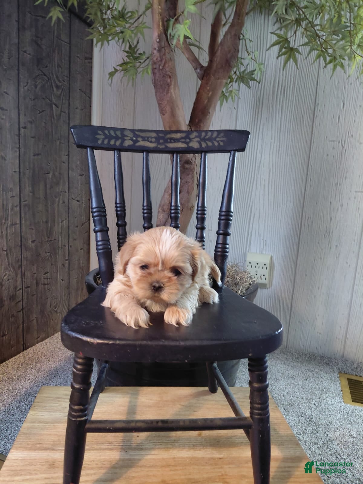 Shih Tzu dogs Toast - Ad 1