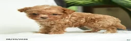Toy Poodle dogs for sale: Jimmy - Ad 3