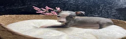 Italian Greyhound dogs for sale: Italian Greyhound 5 - Ad 5