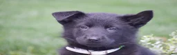German Shepherd dogs for sale: Hank - Ad 2