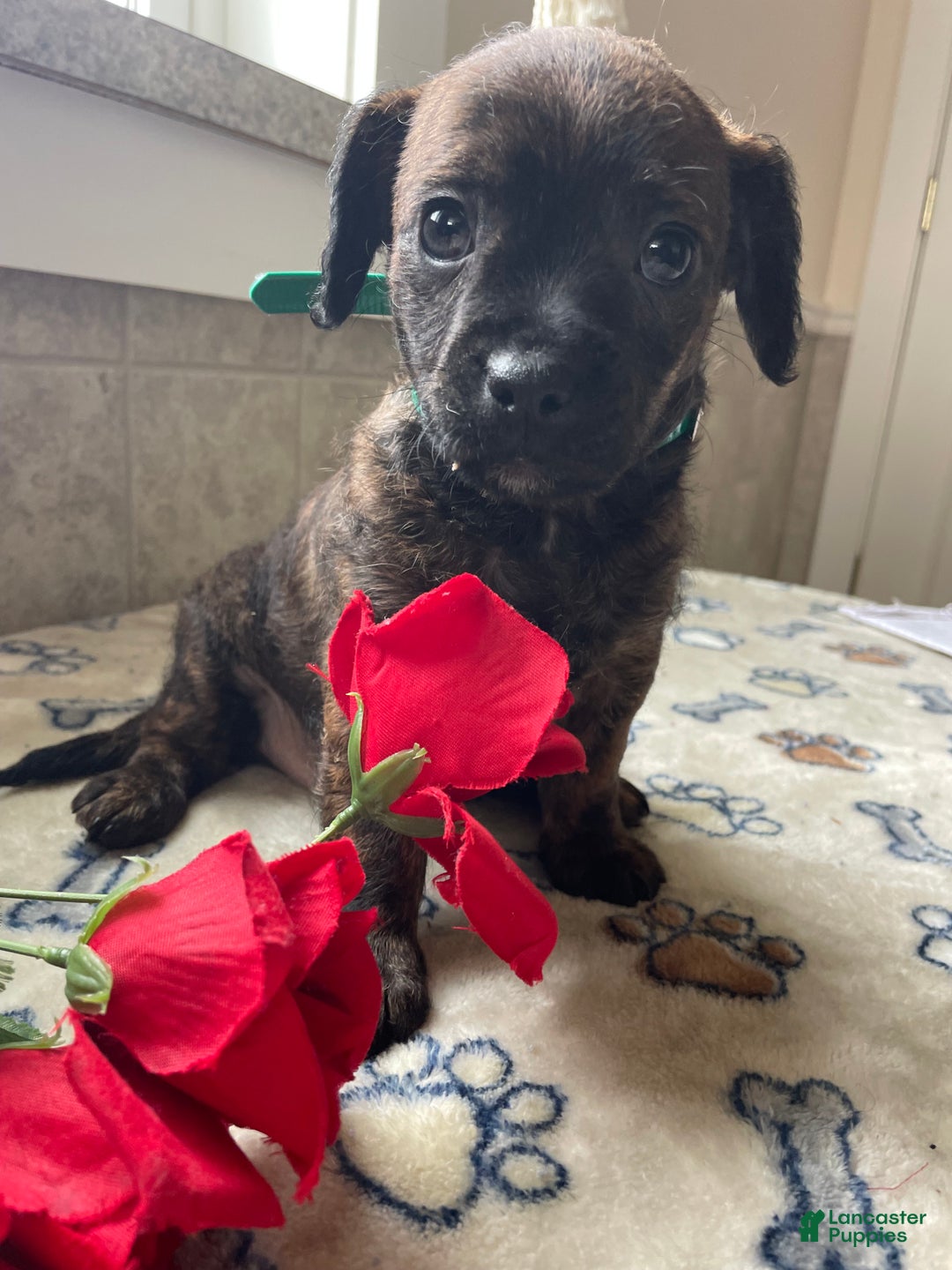 Mixed Breed dogs for sale: Biscuit - Ad 3