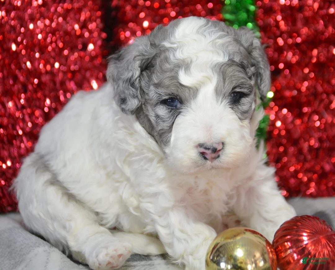Mini Bernedoodle dogs for sale: Micro Bernedoodle Puppy 6 Bella - Ad 2