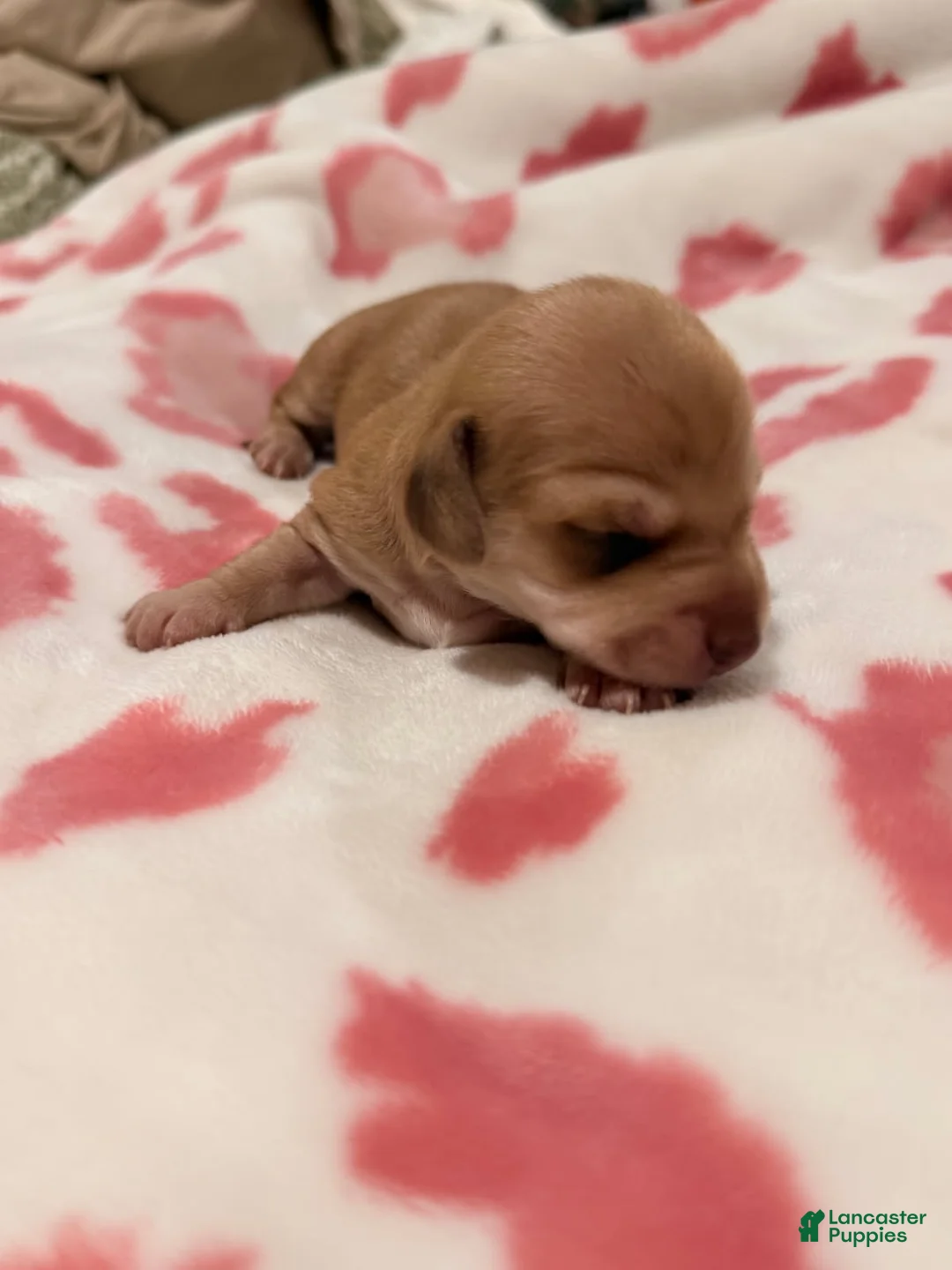 Miniature Dachshund dogs for sale: Cheese - Ad 2