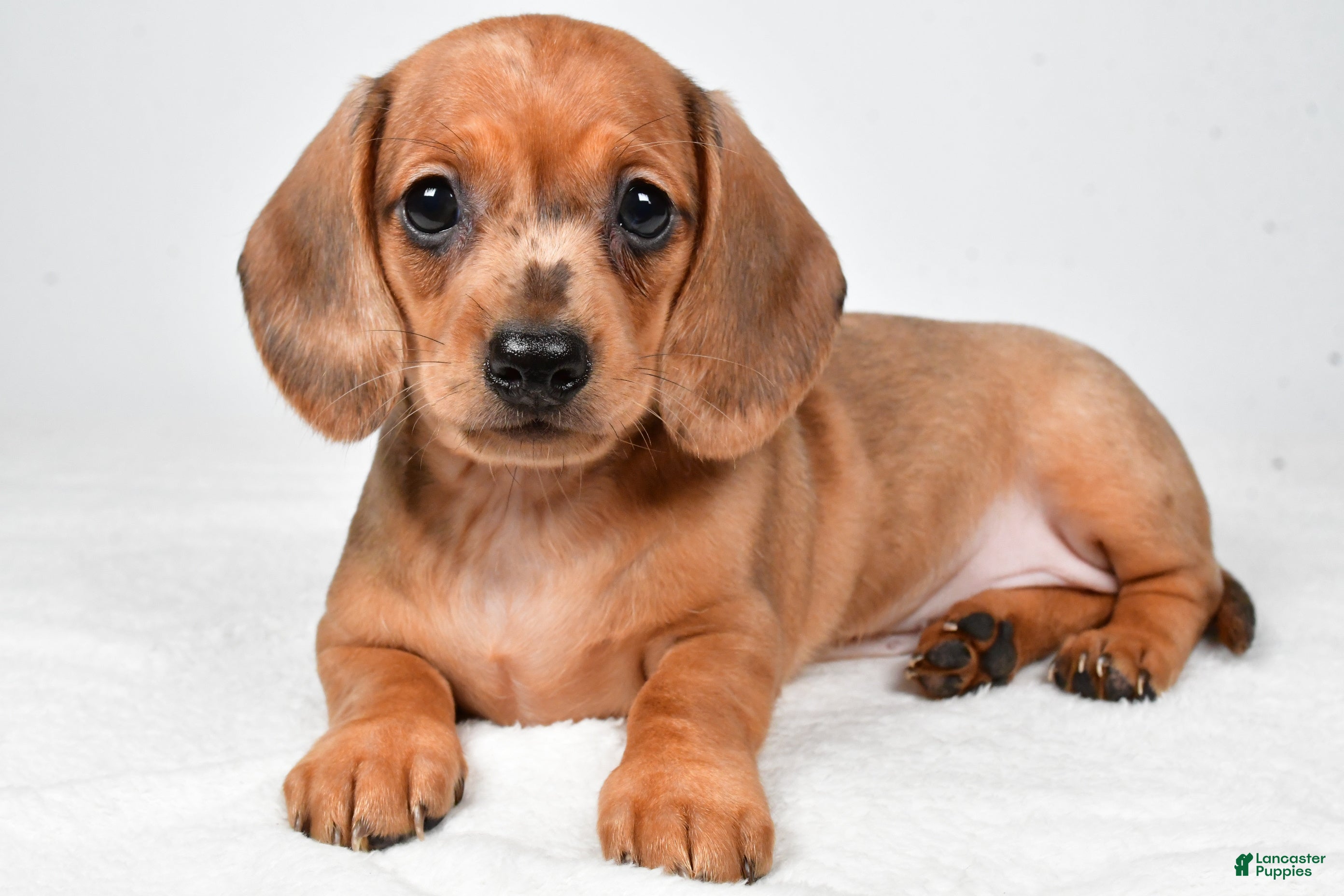 Dachshund dogs Daisy - Ad 1