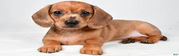 Dachshund dogs for sale: Daisy - Ad 4