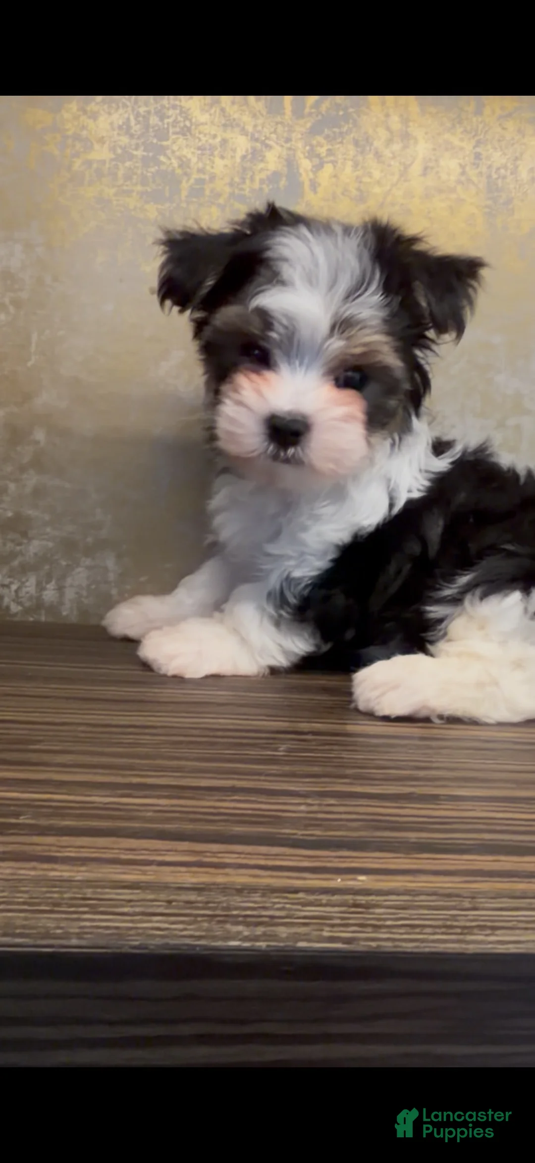 Yorkiepoo dogs for sale: Prince - Ad 7