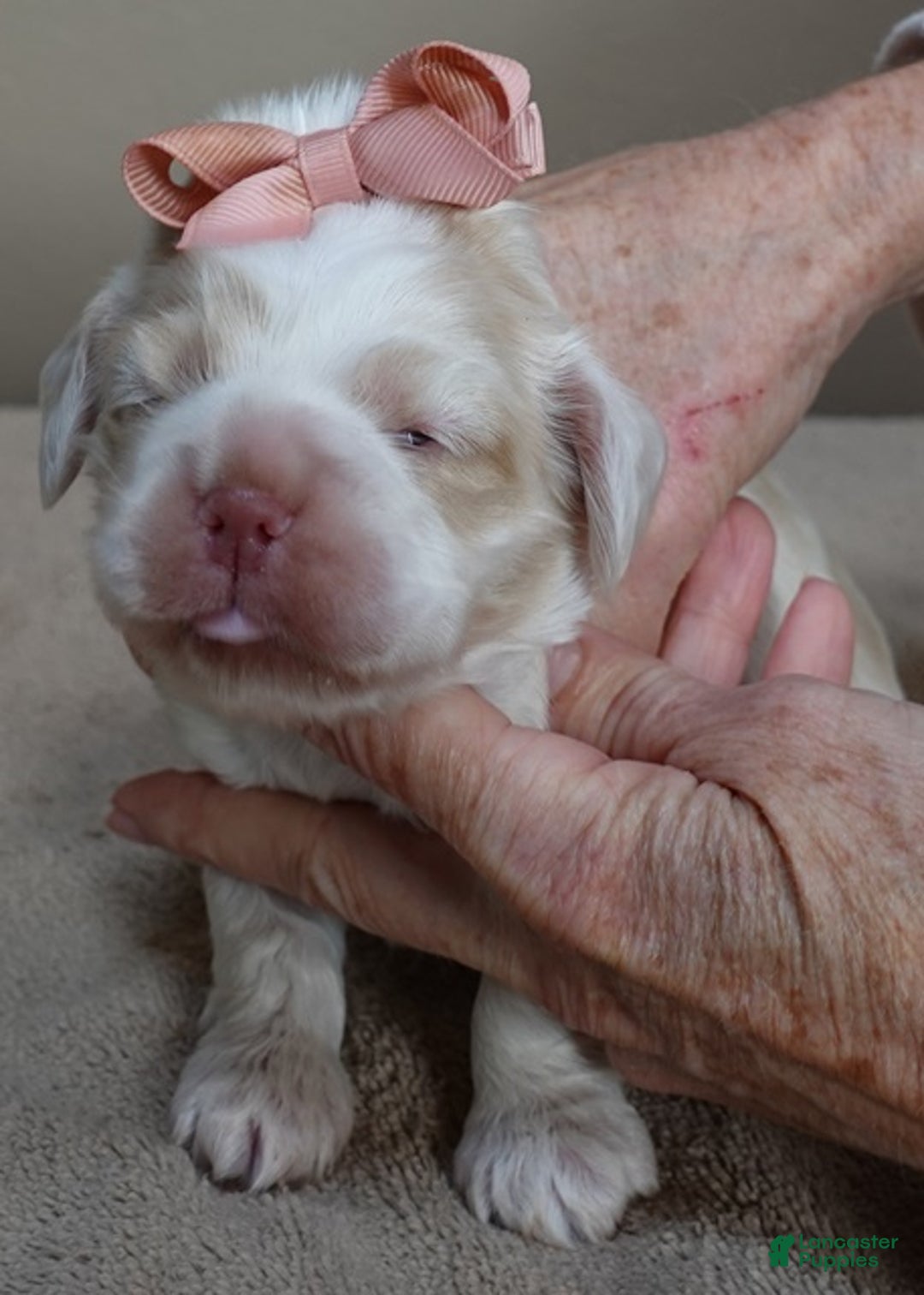 Cocker Spaniel dogs for sale: Cocker Spaniel Puppy 1 - Ad 8